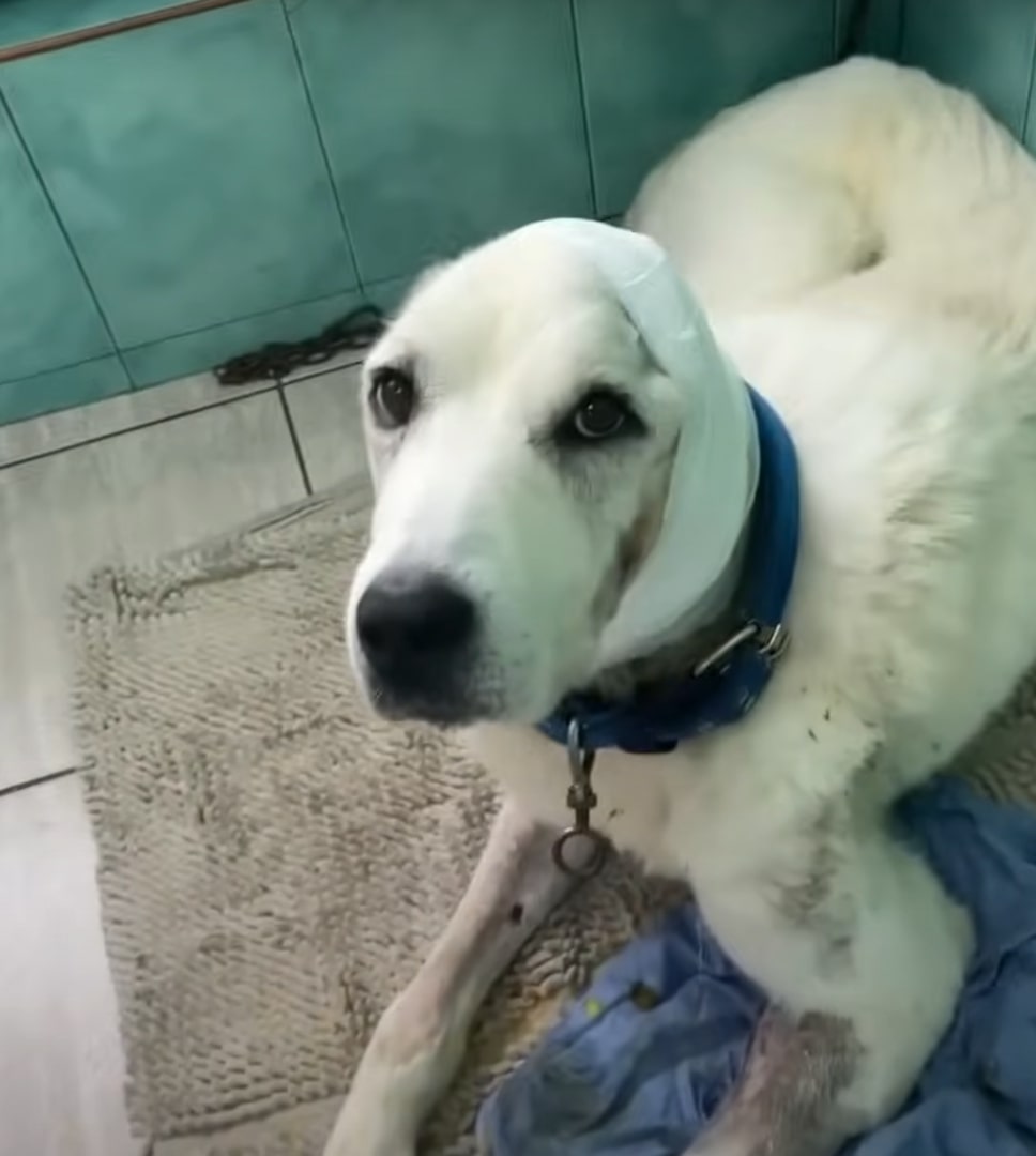 a white dog is lying down and looking at the camera