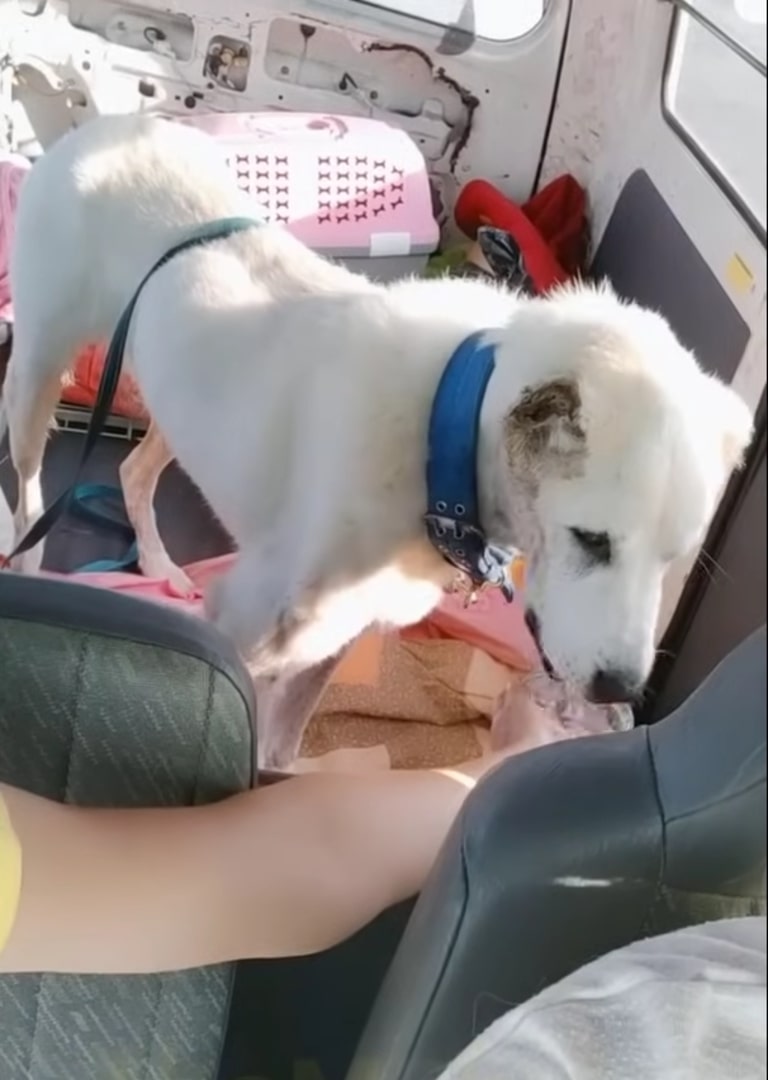 a white dog rides in a van