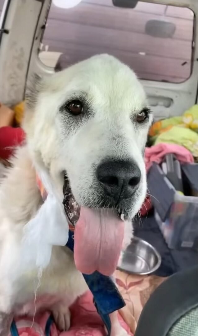 a white dog with its tongue out