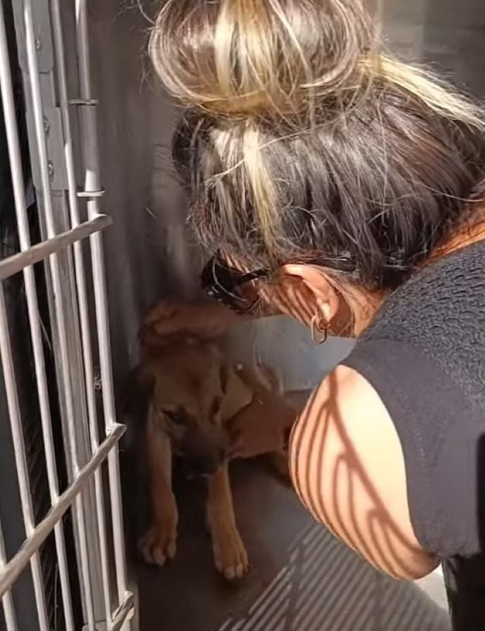 a woman approaches a frightened dog