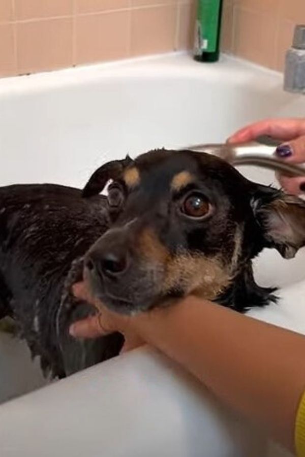 a woman bathes a dog in a bathtub