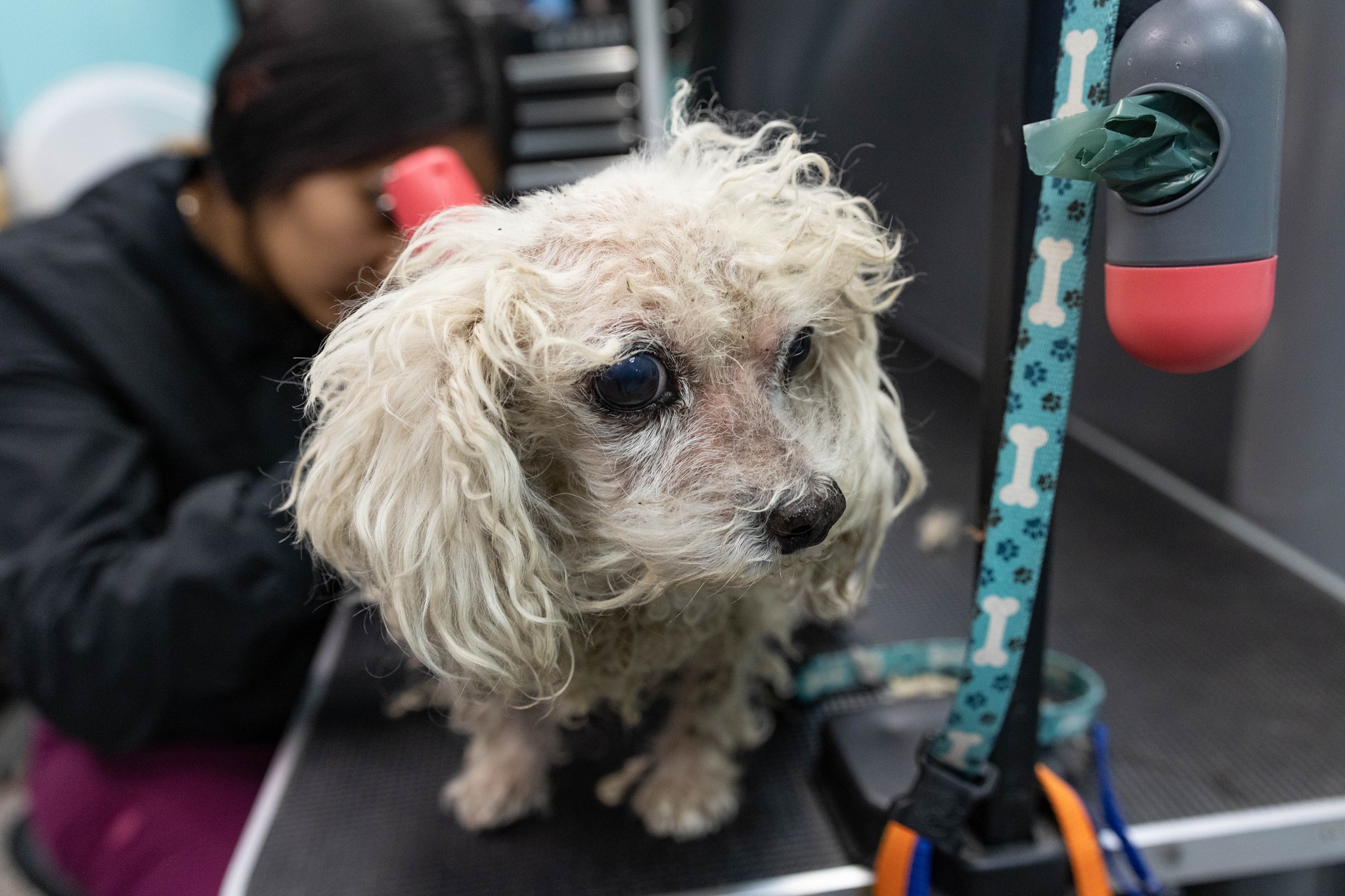 a woman cuts a dog's hair