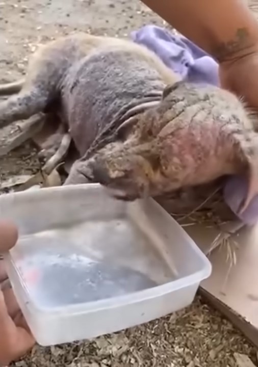 a woman gives water to an injured dog