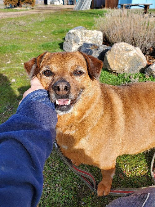 a woman petting a brown dog