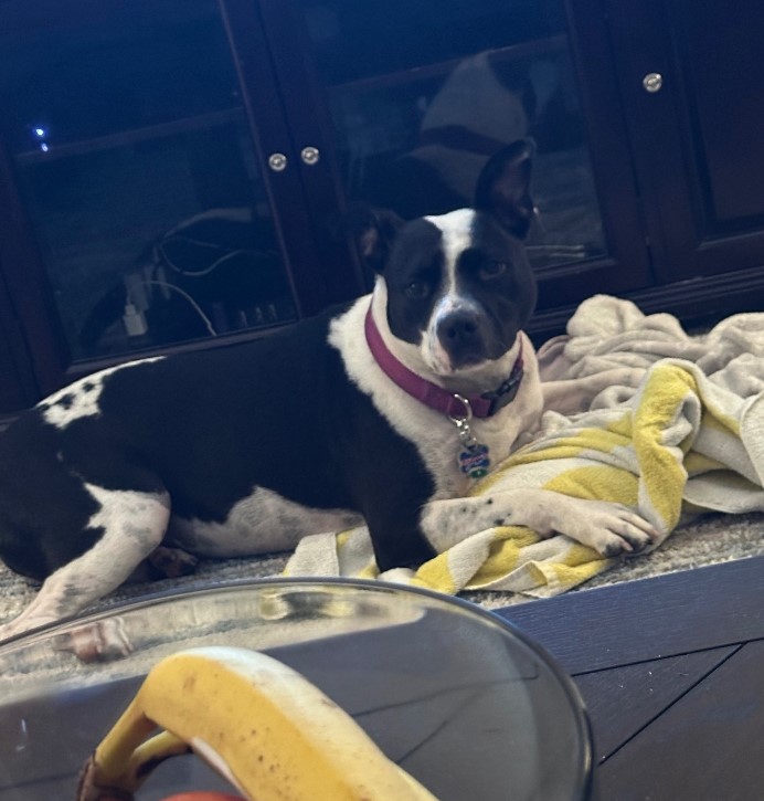 a woman with a bowl of fruit approaches the dog