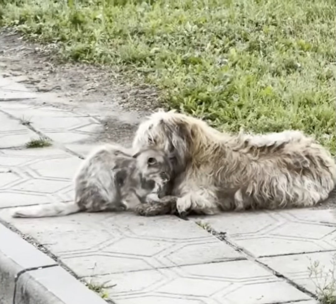 abandoned cat and dog