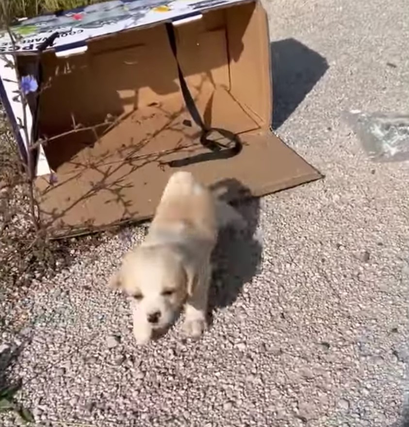 abandoned cute puppy