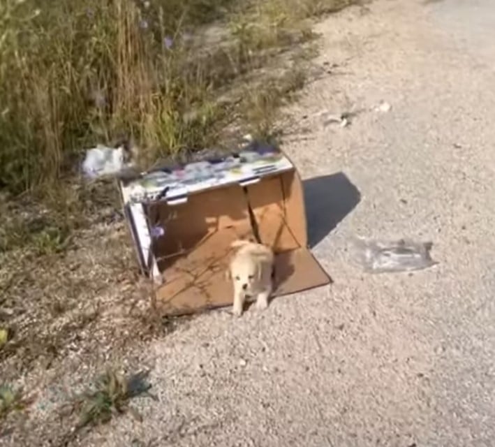 abandoned puppy in a box