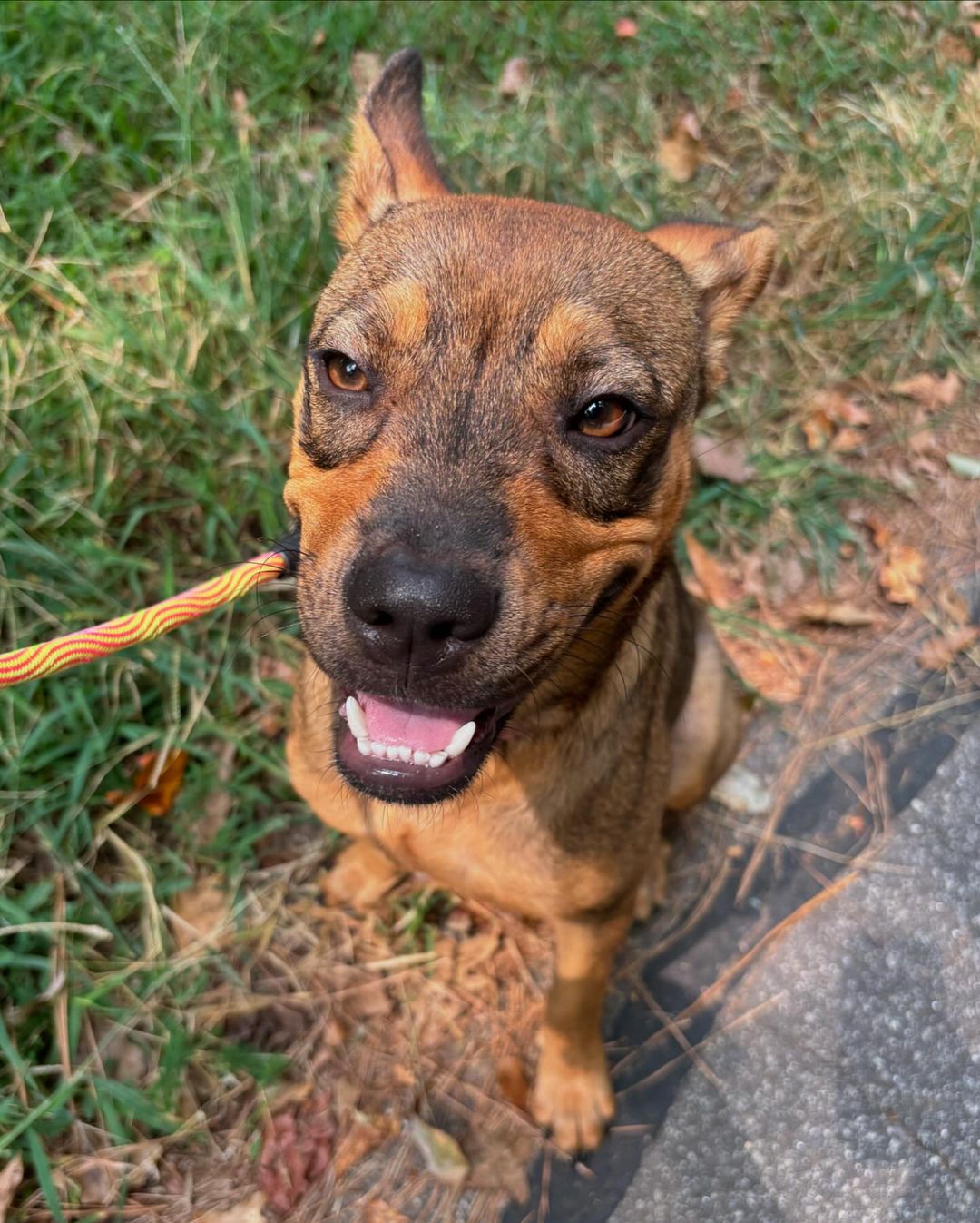 adorable brown dog