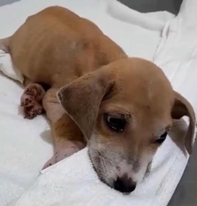 adorable brown puppy