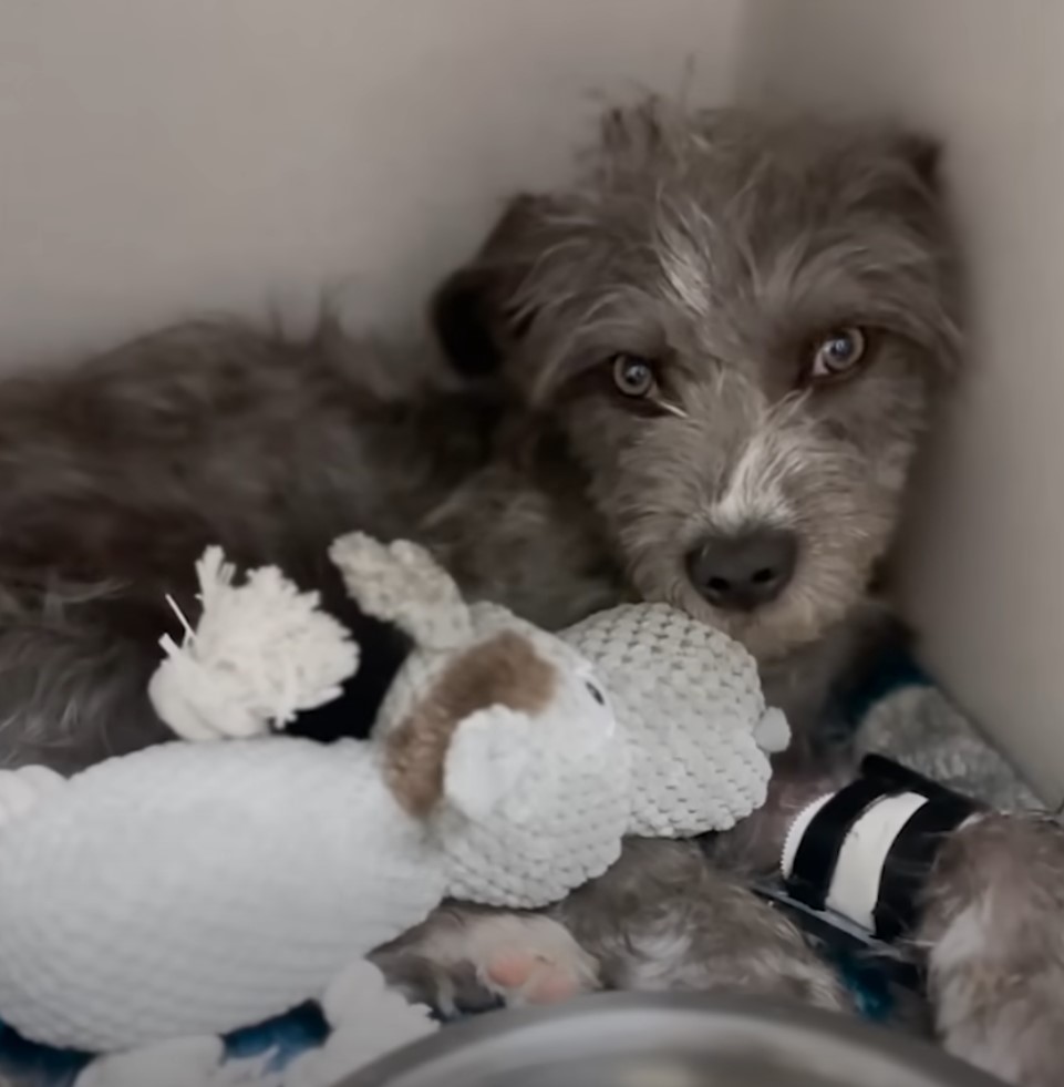 adorable gray dog laying down