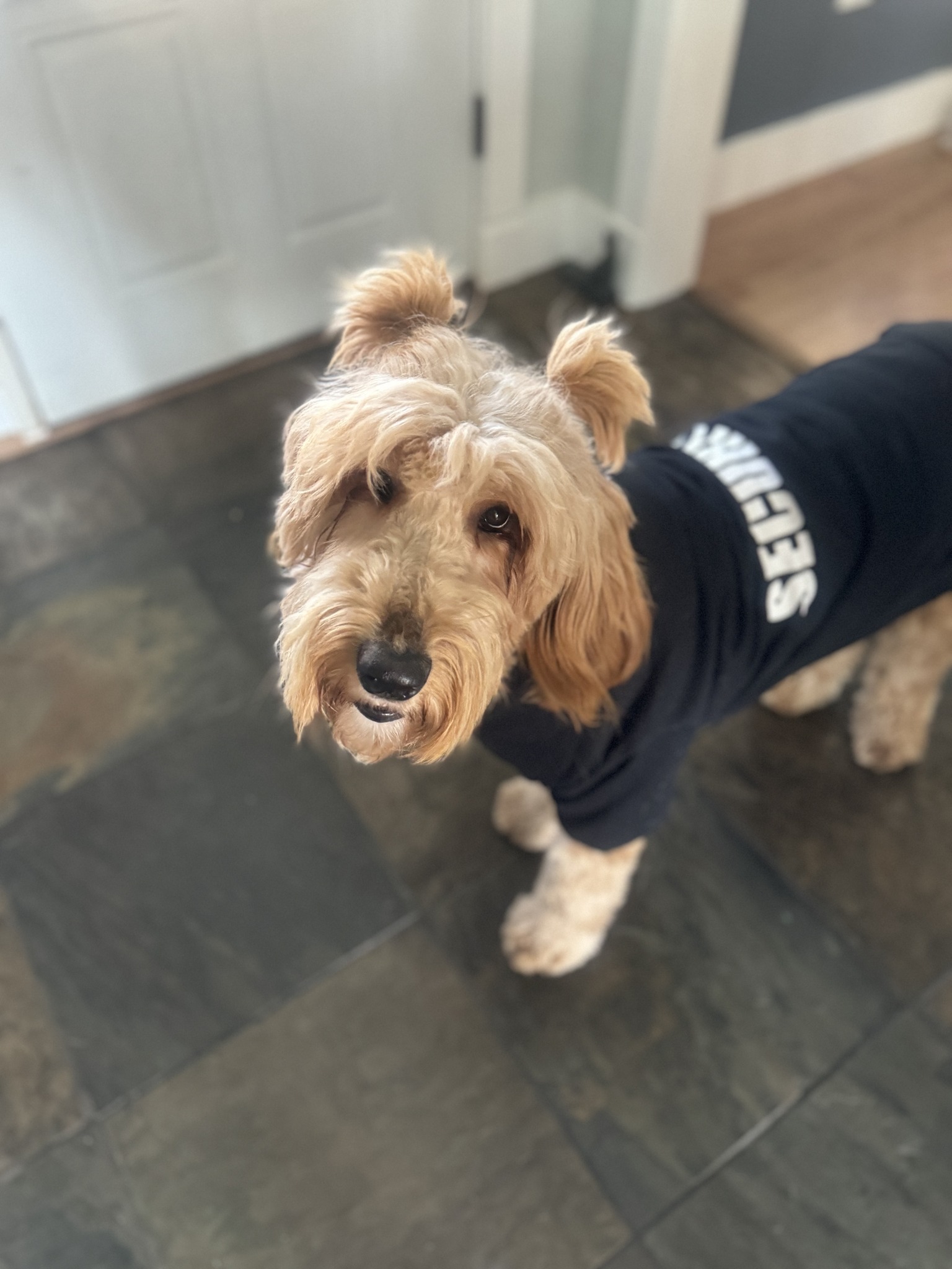 adorable pup wearing a shirt