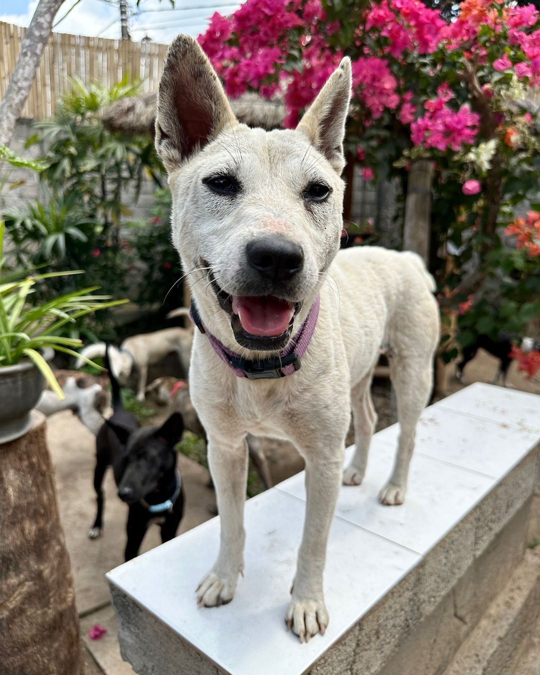 adorable white dog standing outside