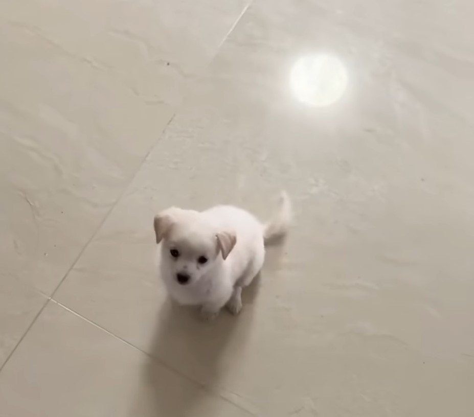 adorable white puppy