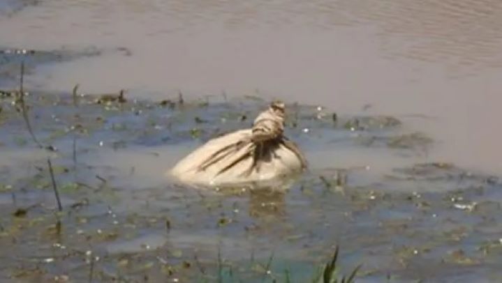 animal in water