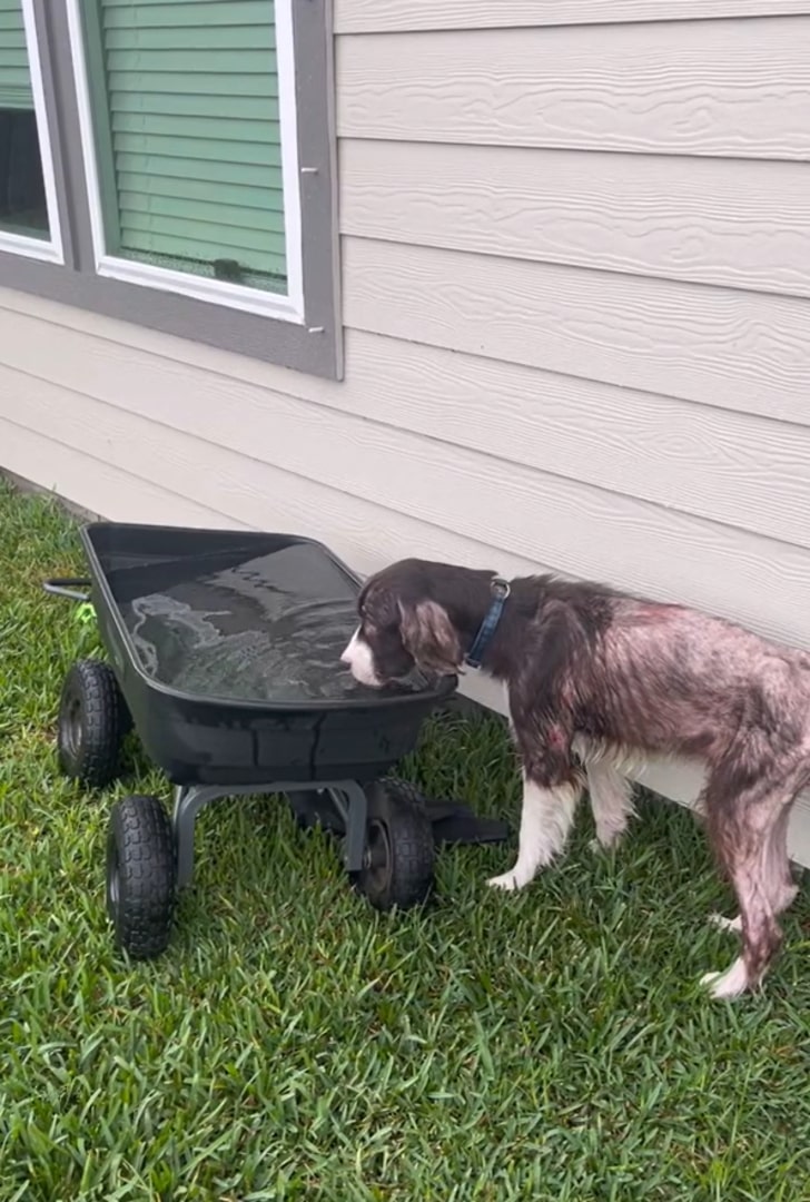 bald puppy drinking water