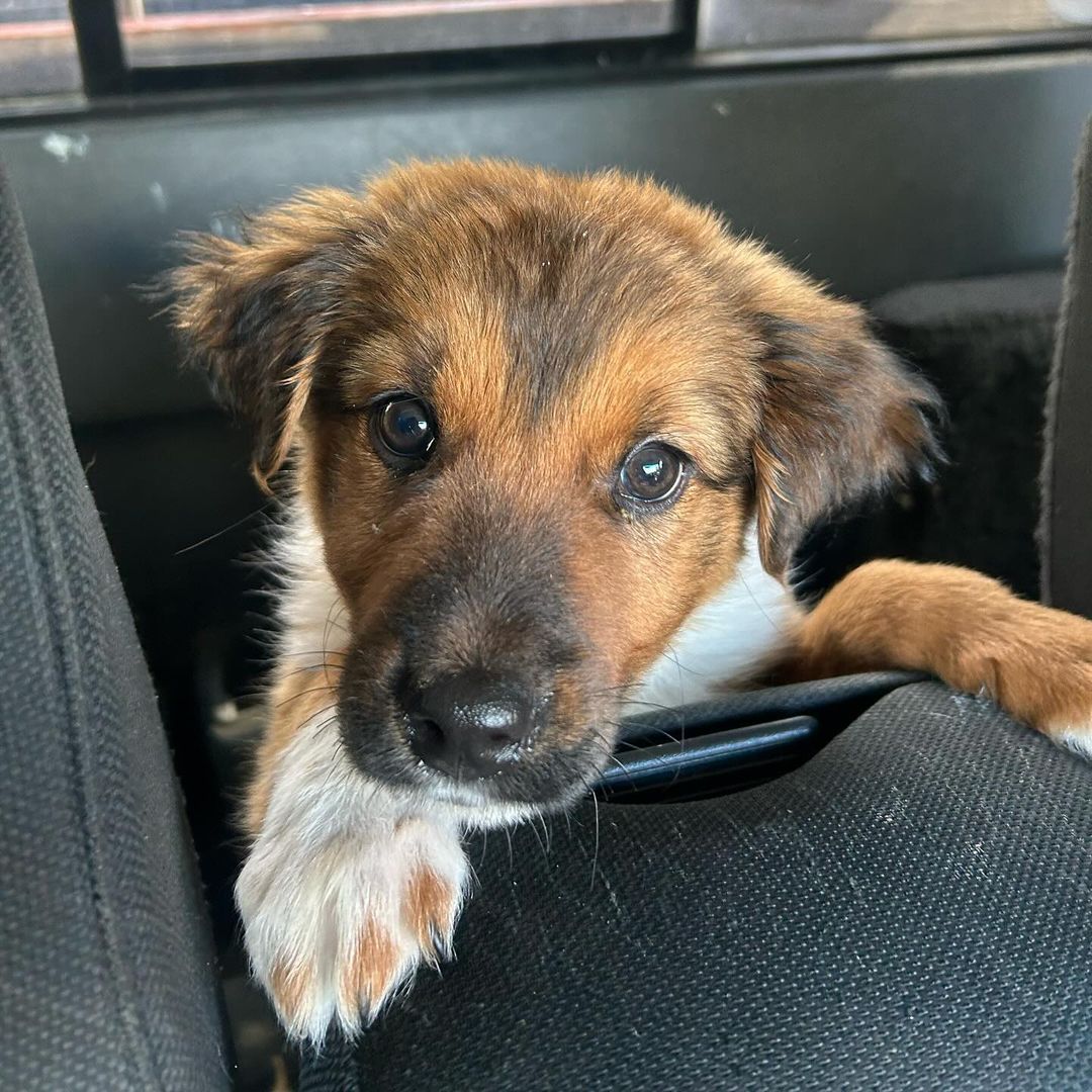 beautiful brown puppy