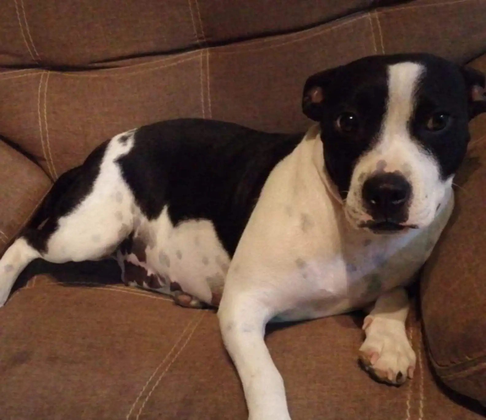 beautiful dog laying on the couch