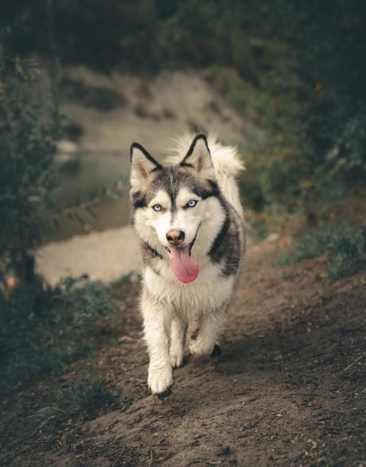 beautiful husky runs