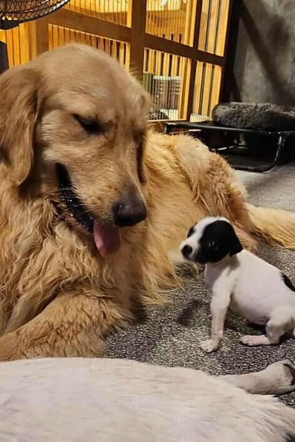 beautiful terrier dog with little puppy