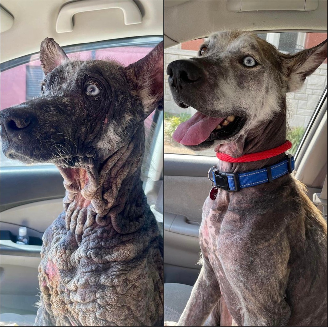 before and after photo of the rescued dog