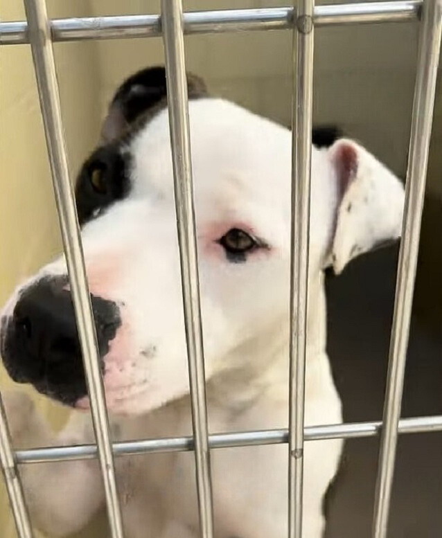 black and white dog in a cage