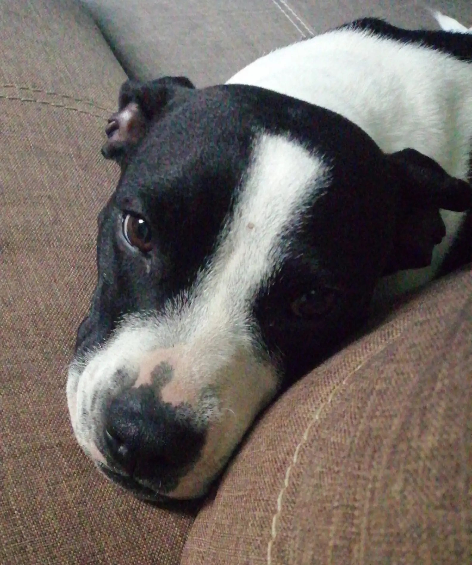 black and white dog laying on the couch