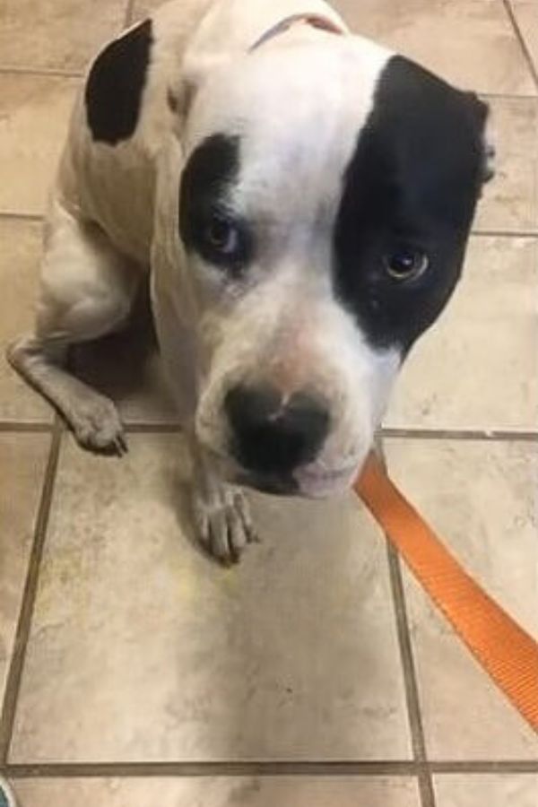 black and white dog on a leash