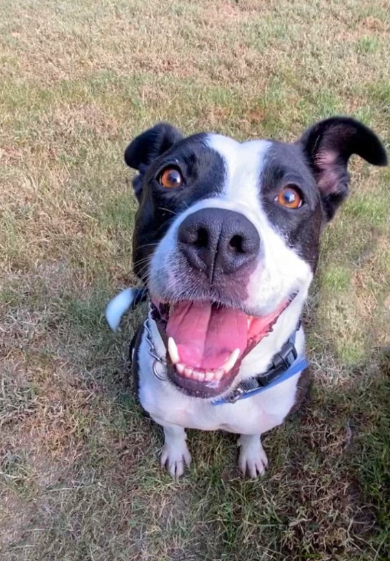 black and white smiling dog looking at the camera