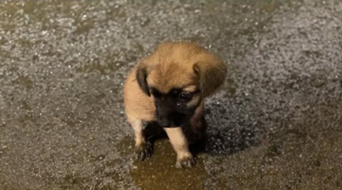 black brown puppy in the rain