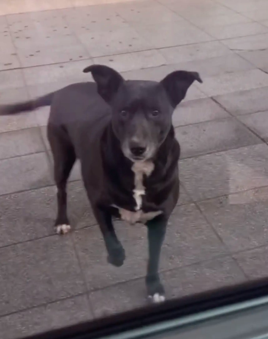 black dog standing outdoor