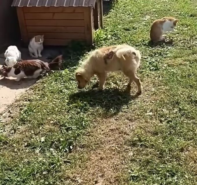 blind dog and cats