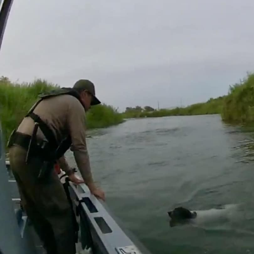 border patrol rescuing a dog