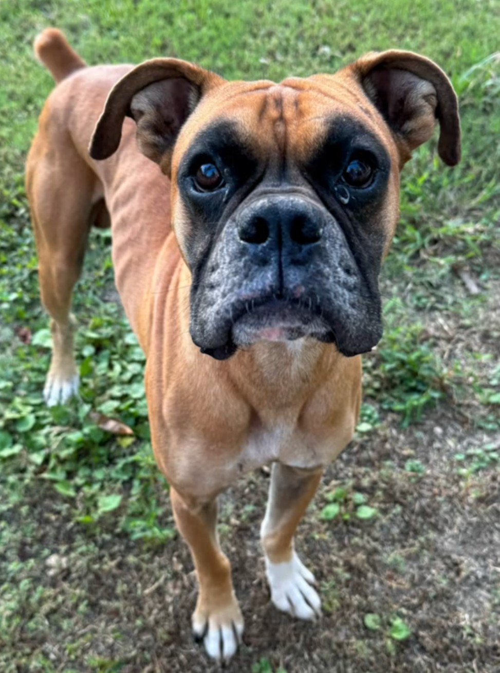 boxer dog standing outdoor