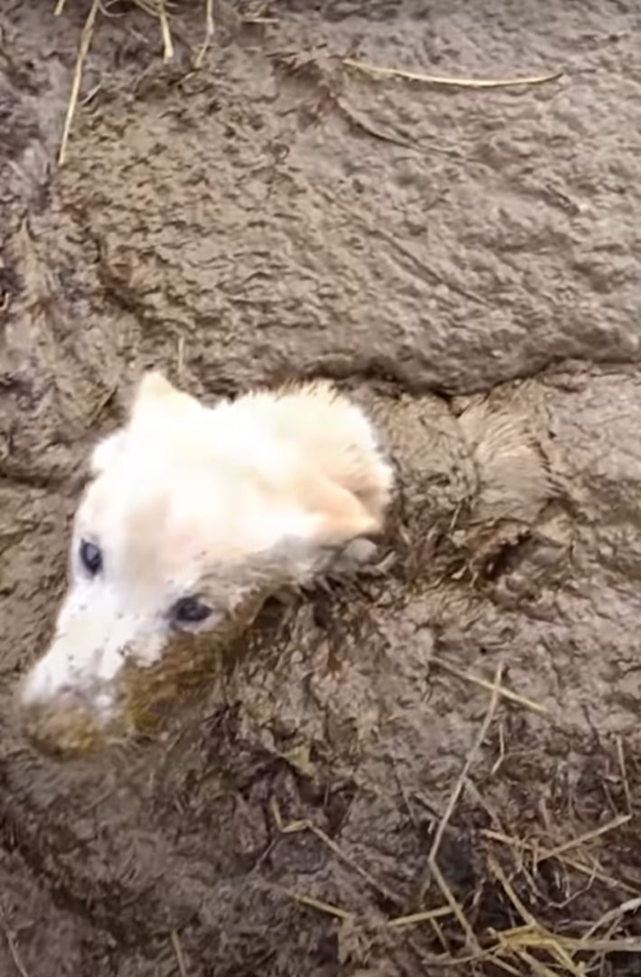 brown dog in mud