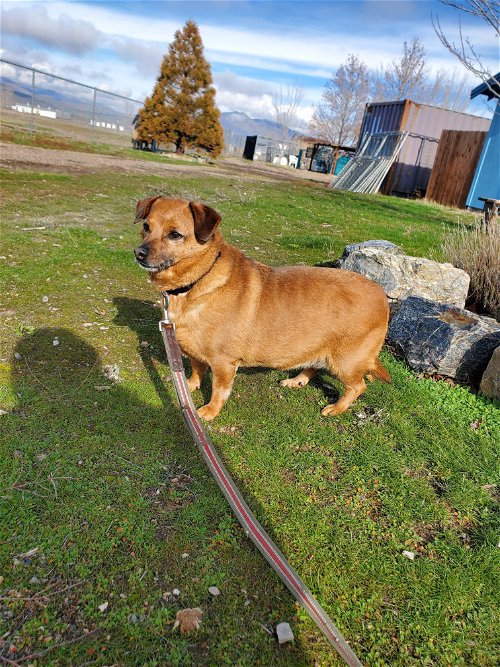 brown dog on a colorful leash