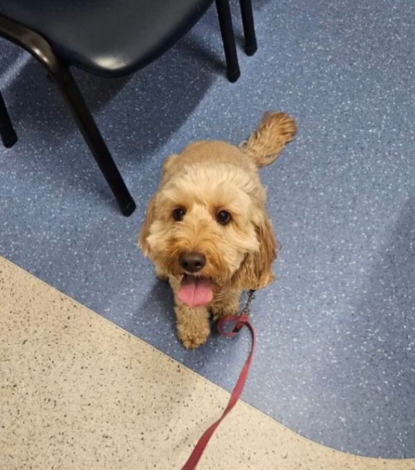 brown dog on a leash