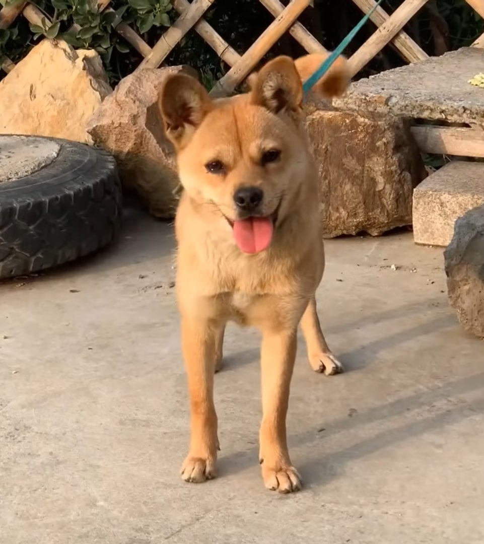 brown dog with tongue out