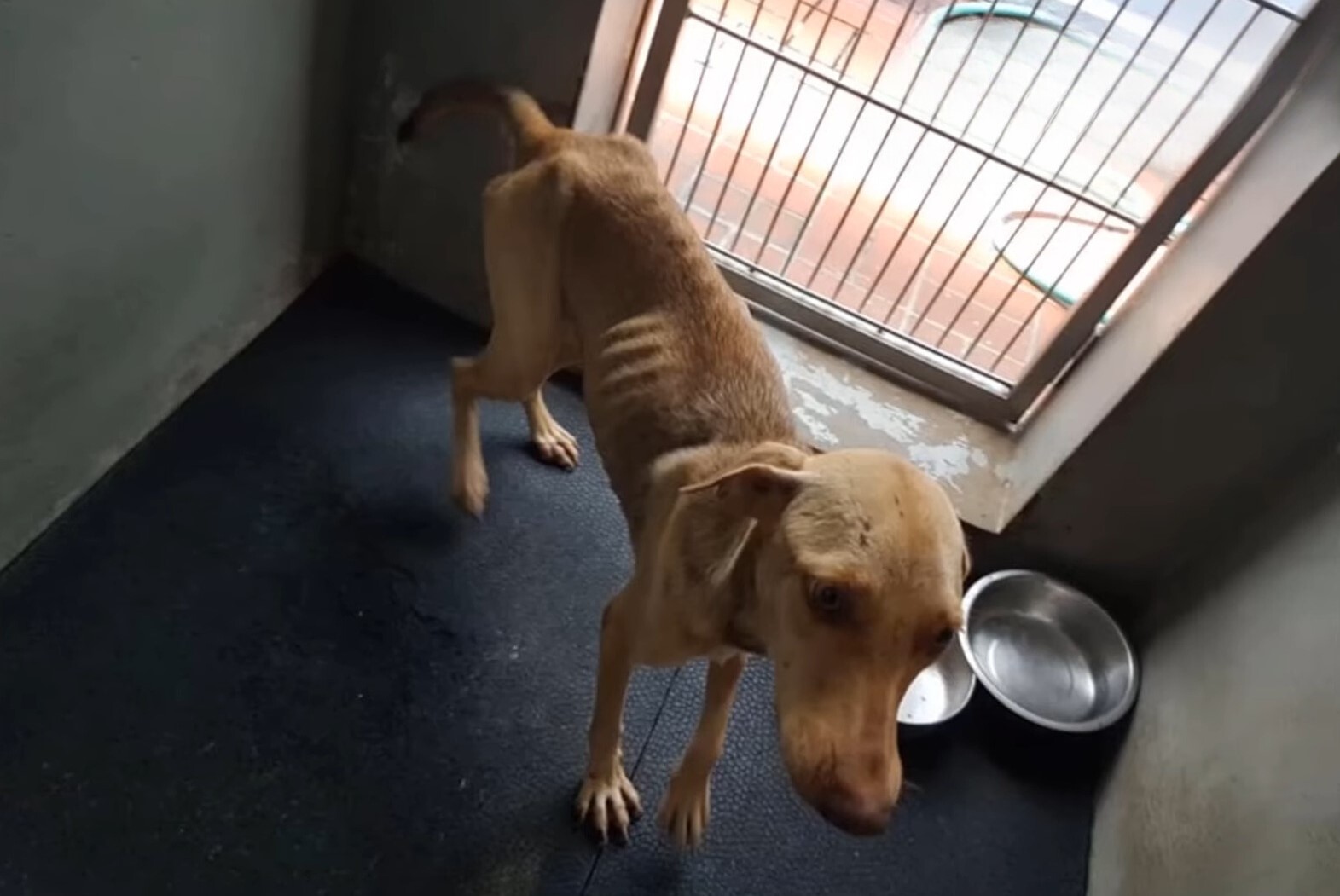 brown malnourished dog