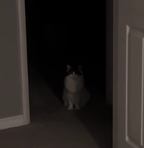 cat in dark