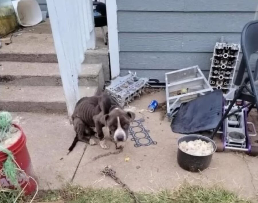 chained skinny dog