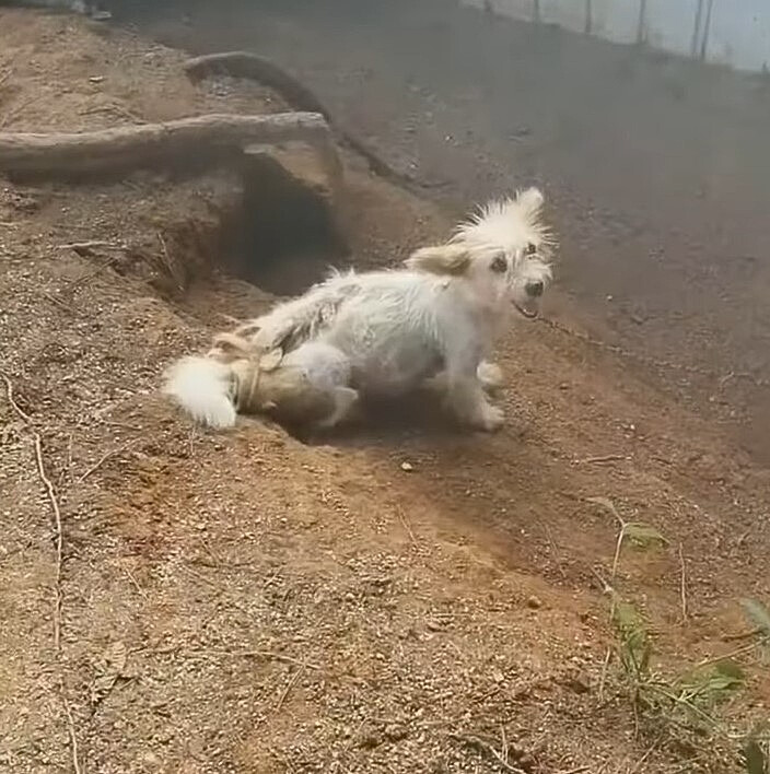 chained up dog