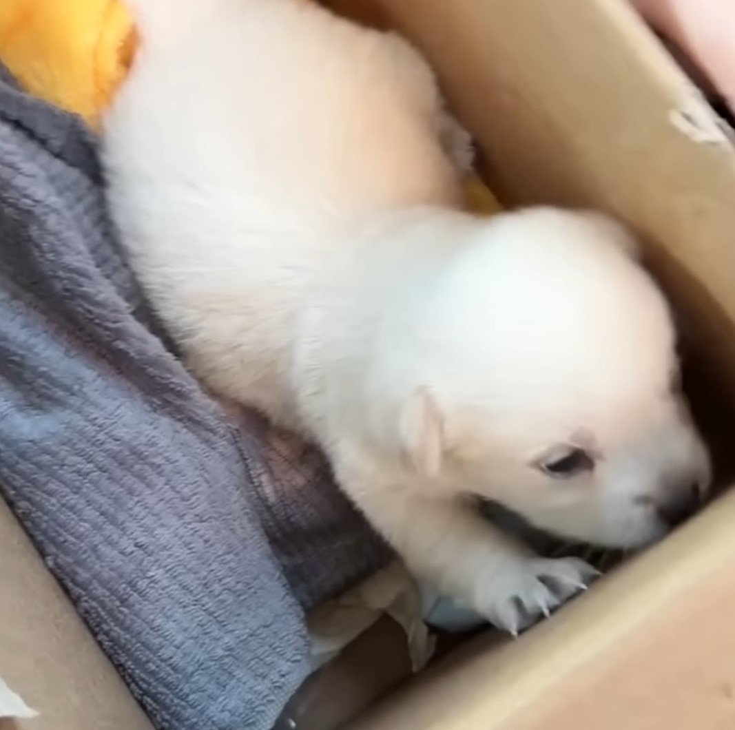 clean white puppy