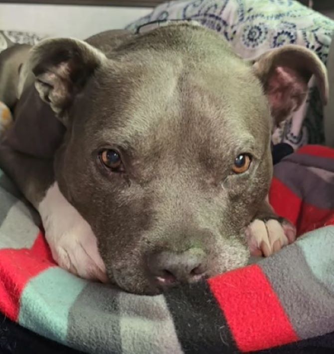 close-up photo of a pitbull