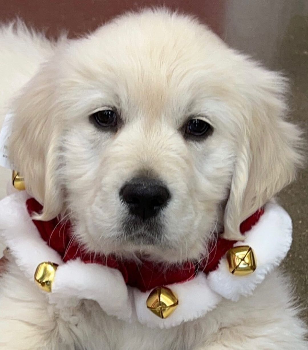 close view of cute white dog