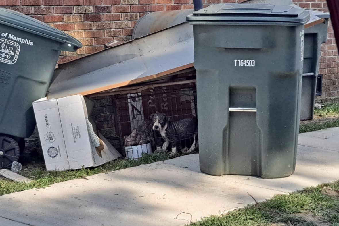 closed dogs in a crate next to the garbage