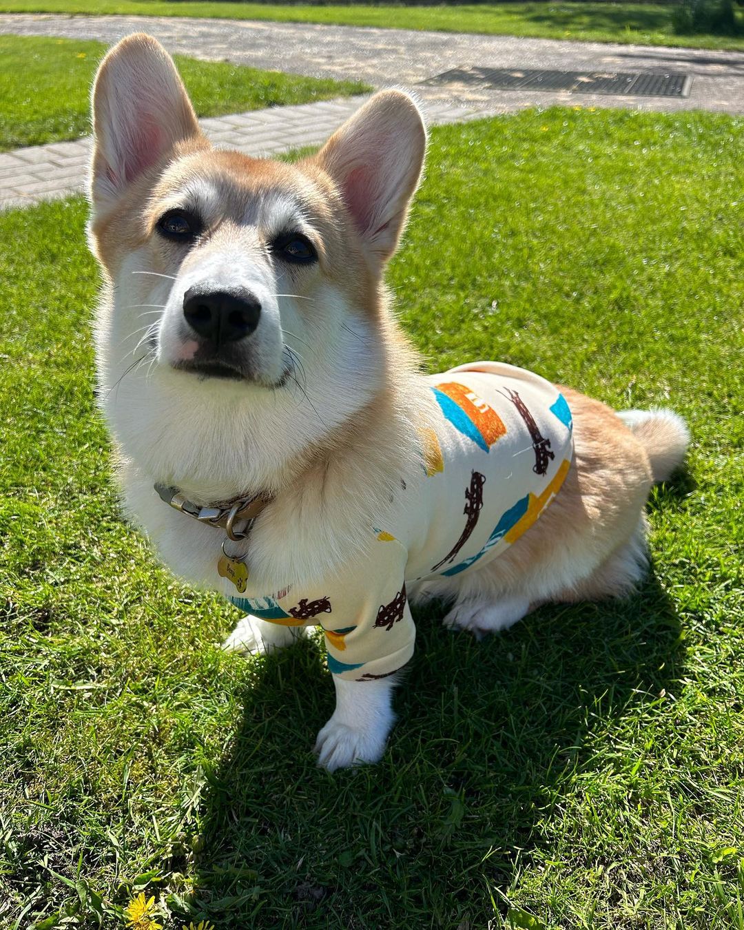 corgi wearing shirt outdoor on the grass