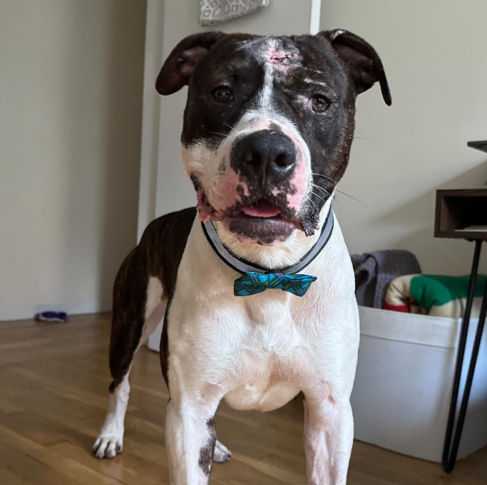 cute black and white dog in the house