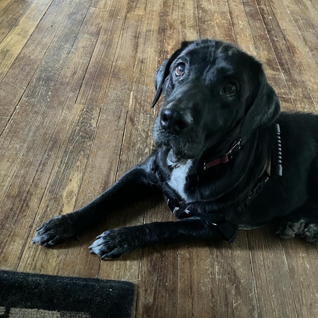 cute black dog laying down