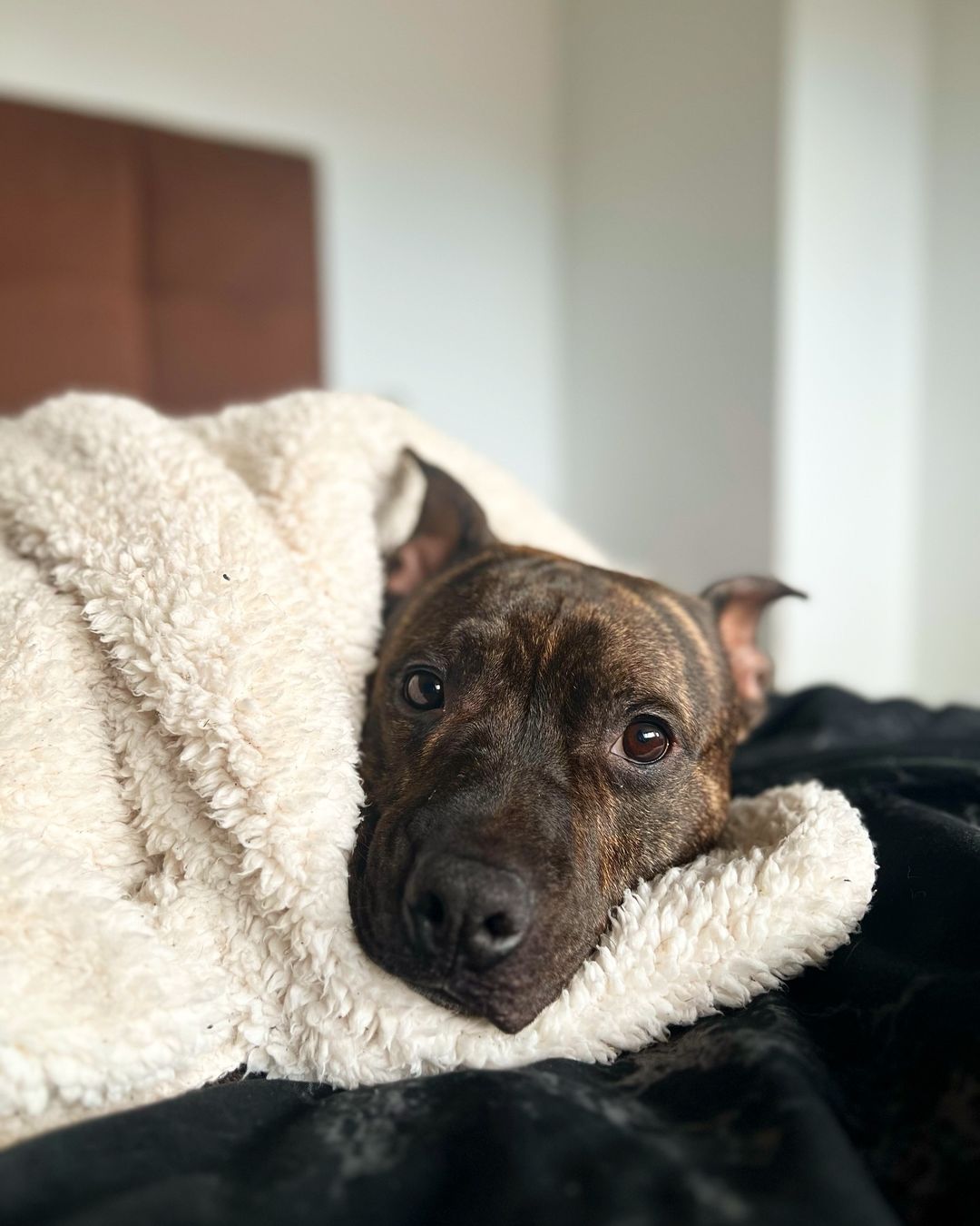 cute black dog laying in the house